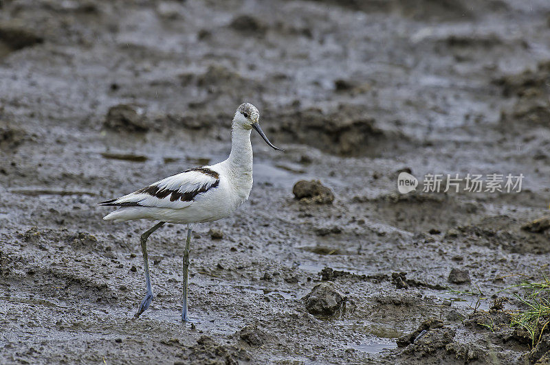 斑纹鳄梨(Recurvirostra avosetta)是一种大型黑白涉禽鳄梨和高跷家族，Recurvirostridae。纳库鲁湖国家公园，肯尼亚